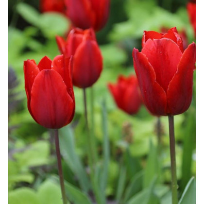 Tulipán Red Triumph - Tulipa - prodej cibulek tulipánů - cibuloviny - 3 ks