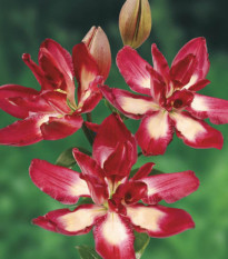 Lilie Double Sensation - Lilium - prodej cibulovin - 1 ks