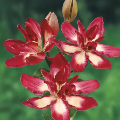 Lilie Double Sensation - Lilium - prodej cibulovin - 1 ks