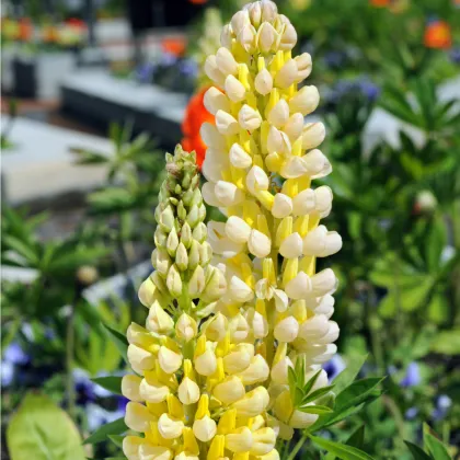 Vlčí bob Kronleuchter - Lupinus polyphyllus - prodej semen - 40 ks