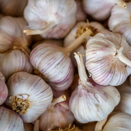 Sadbový česnek Bjetin - Allium sativum - paličák - prodej cibulí česneku - 1 balení