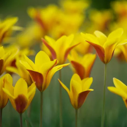 Tulipán Clusiana Chrysantha - Tulipa - prodej cibulovin - 3 ks