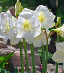 Hvězdník Mont Blanc - Hippeastrum - prodej cibulovin - 1 ks