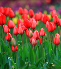 Tulipán Apeldoorn - Tulipa - prodej cibulovin - 3 ks