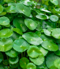 Gotu Kola - Centella asiatica - prodej semen - 4 ks