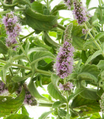 Máta rolní - Mentha arvensis - prodej semen - 20 ks