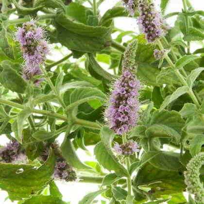 Máta rolní - Mentha arvensis - prodej semen - 20 ks