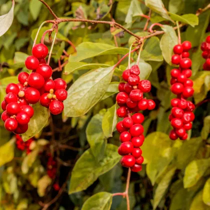 Schizandra čínská - Schisandra chinensis - prodej semen - 6 ks