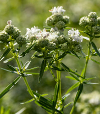 Máta americká horská - Pycnanthemum pilosum - prodej semen - 20 ks