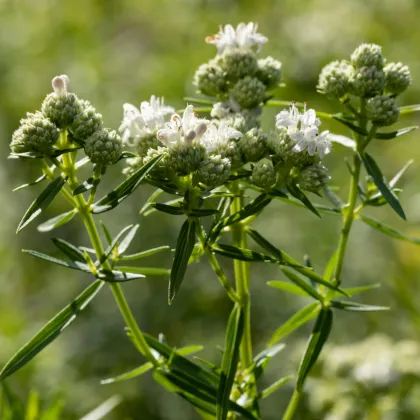 Máta americká horská - Pycnanthemum pilosum - prodej semen - 20 ks