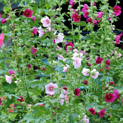 Topolovka Simplex směs - Althaea rosea - prodej semen - 12 ks