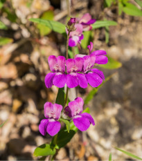 Kolinsie - Collinsia heterophylla - prodej semen - 300 ks