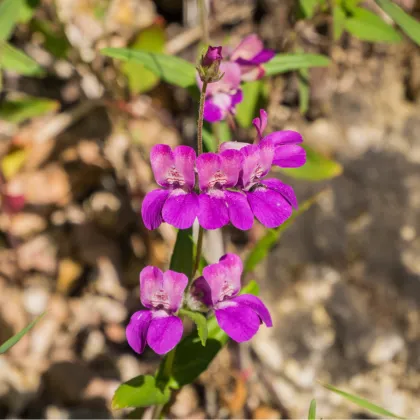 Kolinsie - Collinsia heterophylla - prodej semen - 300 ks