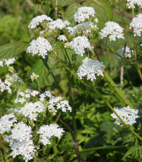 Kerblík lesní - Anthriscus sylvestris - prodej semen - 0,5 g