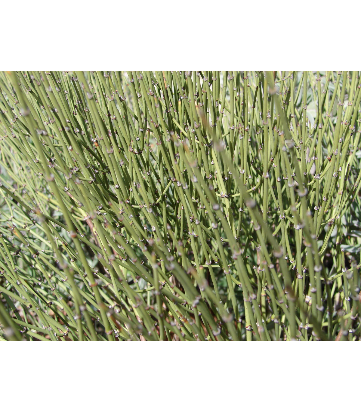 Semínka chvojníku - Ephedra viridis - Chvojník viridis - prodej semen - 8 ks