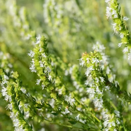 Yzop lékařský bílý - Hyssopus officinalis - prodej semen - 100 ks