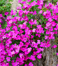 Tařička zahradní červená - Aubrieta hybrida - prodej semen - 200 ks