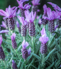 Levandule francouzská - Lavandula stoechas - prodej semen - 20 ks