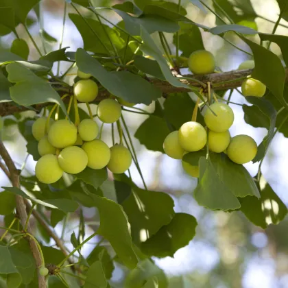 Jinan dvoulaločný - Ginkgo biloba - prodej semen - 2 ks