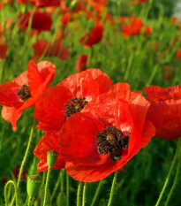 Mák východní Scharlach - Papaver orientale - prodej semen - 400 ks