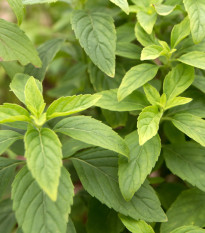 Bazalka skořicová - Ocimum basilicum - prodej semen - 50 ks