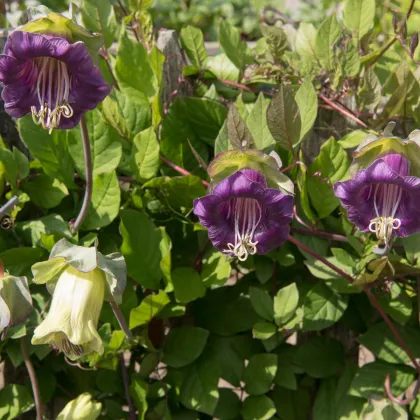 Vilec šplhavý fialový - Cobaea scandens - prodej semen - 7 ks