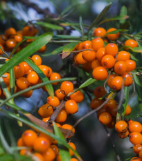 Rakytník řešetlákový - Hippophae rhamnoides - prodej semen - 8 ks