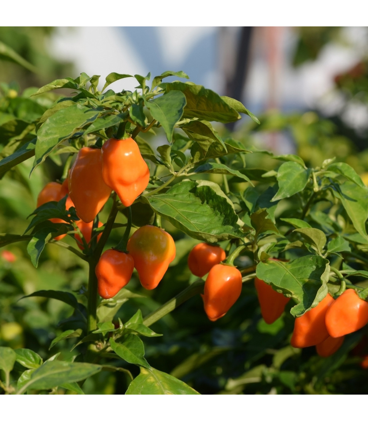 Chilli Habanero oranžové - Capsicum chinense - prodej semen - 6 ks