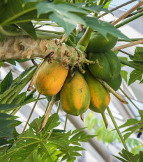 Papája červená - Carica papaya - prodej semen - 5 ks