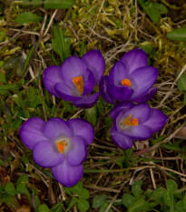 Krokus Flower record - Crocus vernus - prodej cibulovin - 3 ks