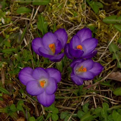 Krokus Flower record - Crocus vernus - prodej cibulovin - 3 ks