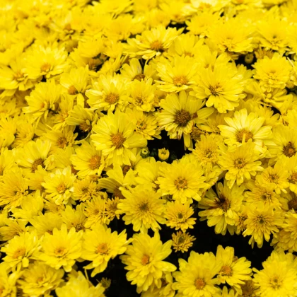 Kopretina osenní Helios - Chrysanthemum segetum - prodej semen - 100 ks