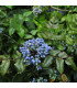 Mahónie cesmínolistá - Mahonia aquifolium - prodej semen - 5 ks