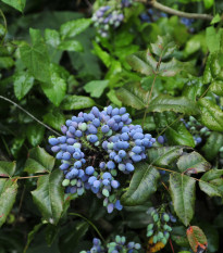 Mahónie cesmínolistá - Mahonia aquifolium - prodej semen - 5 ks