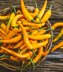 Chilli Kajenský pepř zlatý - Capsicum annuum - prodej semen - 6 ks