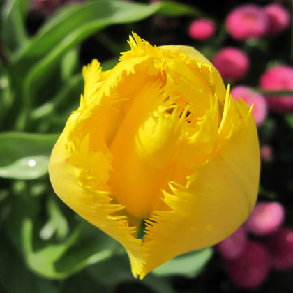 Tulipán Crispy Gold - Tulipa - cibuloviny - 3 ks