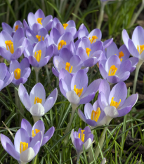 Krokus Tomasiniho Barrs Purple - Crocus tommasinianus - prodej cibulovin - 3 ks