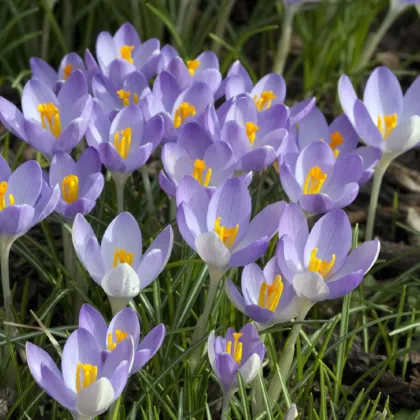 Krokus Tomasiniho Barrs Purple - Crocus tommasinianus - prodej cibulovin - 3 ks