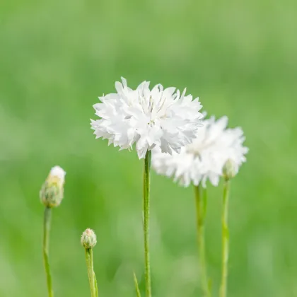 Chrpa luční bílá - Centaurea cyanus - prodej semen - 45 ks