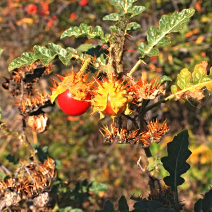 Rajče Liči - Solanum sisymbriifolium - prodej semen - 6 ks