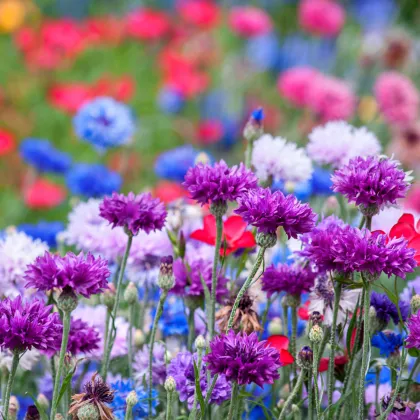 Chrpa Polka směs - Centaurea cyanus - prodej semen - 120 ks