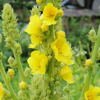 Divizna malokvětá - Verbascum thapus - prodej semen - 0,02 g