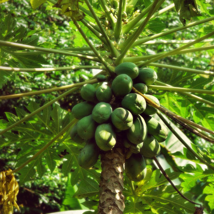 Papája melounová - Carica papaya - prodej semen - 4 ks