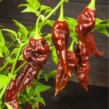 Chilli Bhut Jolokia čokoládové - Capsicum chinense - prodej semen - 5 ks