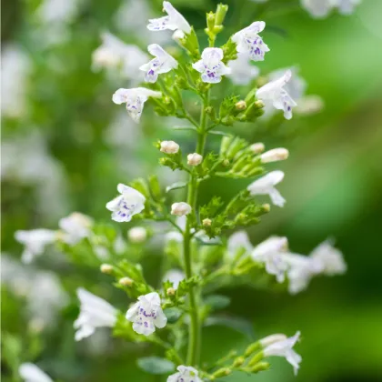 Marulka lékařská - Calamintha nepeta - prodej semen - 300 ks