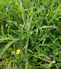 Křez úzkolistý Grazia - Divoká Roketa - Diplotaxis tenuifolia - prodej semen - 20 ks