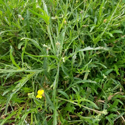 Křez úzkolistý Grazia - Divoká Roketa - Diplotaxis tenuifolia - prodej semen - 20 ks