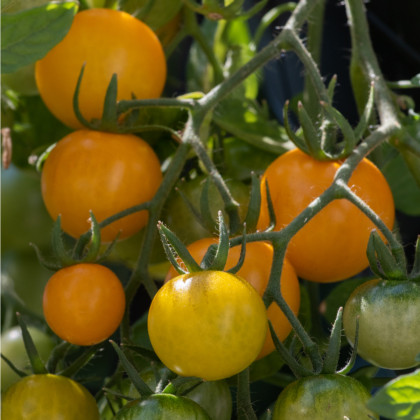 Rajče Tom Yellow - Solanum lycopersicum - prodej semen - 8 ks