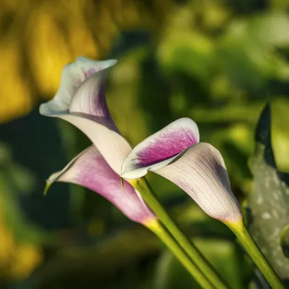 Kala Picasso - Zantedeschia rehmanii - prodej cibulovin - 1 ks