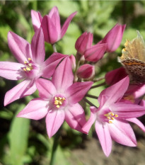 Česnek vysokohorský - Allium oreophillum - prodej cibulovin - 3 ks